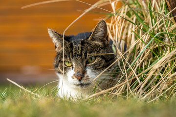 Hauskatze sitzt im Garten