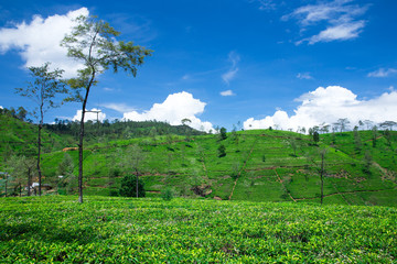 Fototapeta na wymiar Tea plantation . Nature background