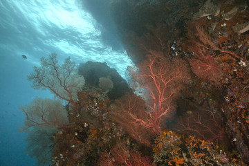 Fototapeta na wymiar Coral garden near Misool, West Papua, Indonesia