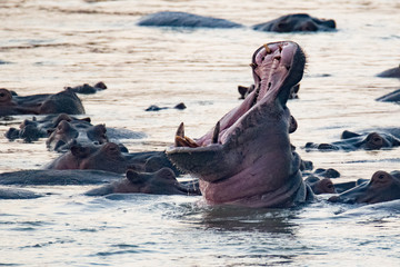 Hippo yawning