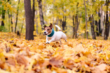 Dog with cozy scarf running through heap of colorful autumn leaves