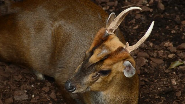 Reeves's muntjac in a natural park - Muntiacus reevesi
