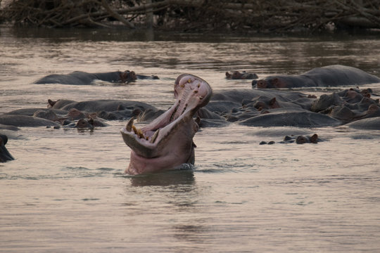 Hippo At Luangwa River