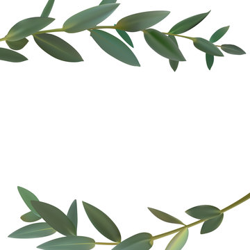 Thyme leaf green frame Vector isolated Medicinal set of leaves f