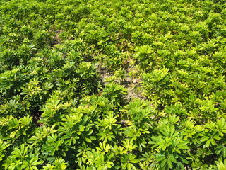 Obraz premium grass in the garden