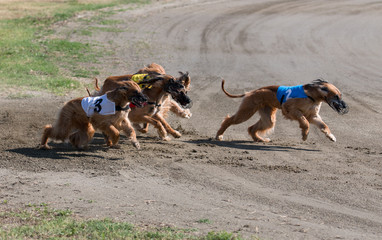 Greyhound, afghan hound at racing