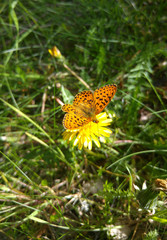 Papillon orange (le tabac d’Espagne : Argynnis paphia) sur un pissenlit visible au printemps