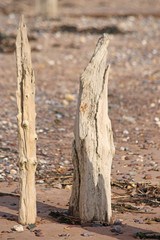 Old wooden groynes on the beach