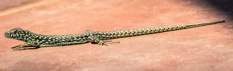 premantura,kamenjak,kroatien