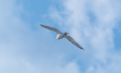 カモメ！
