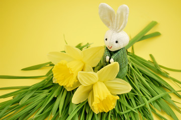 Daffodils with a Bunny stock images. Yellow daffodils with Easter bunny. Easter decoration on a yellow background. Spring decoration images