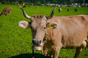 Cow in a meadow. Brown cow on a farm.  cow graze on a green meadow in the Alpine village