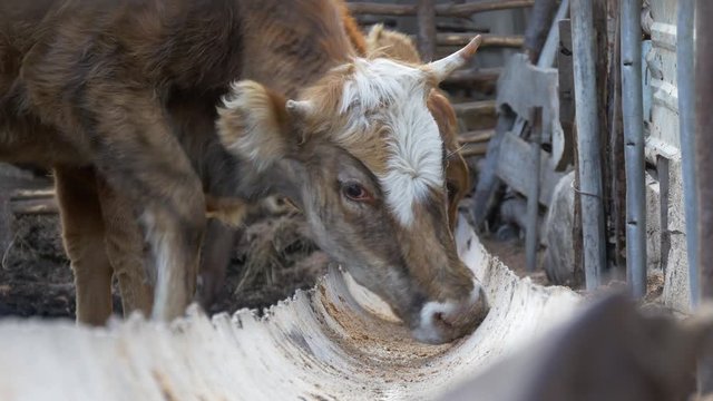 Cows eat feed from the trough