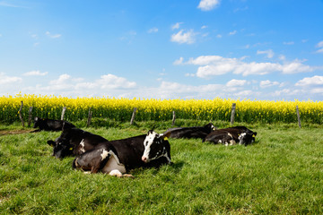 K&uuml;he auf der Weide an einem Rapsfeld