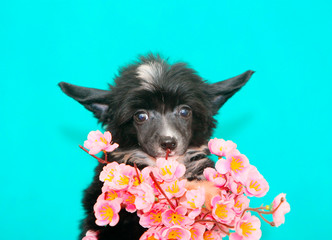 The Chinese Crested keeps an Sakura bouquet. Cute, black puppy portrait close-up. A small, decorative dog on a turquoise background. Horizontal image. Conception of congratulation for the holiday.