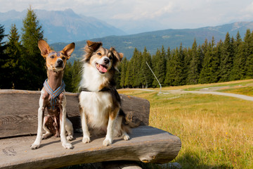 Dogs are sitting on a bench in the middle of the mountain