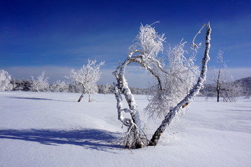 Snow-covered curved tree