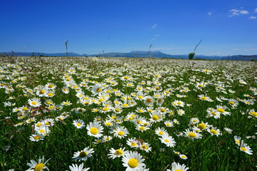 camomile field