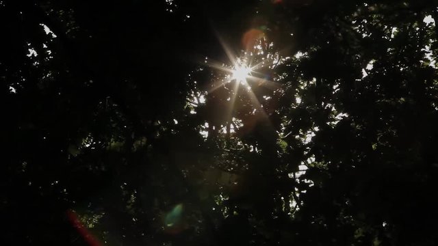 Leaves of green tree on a sunny day