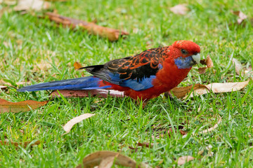 Crimson Rosella standind in the grass on the ground.