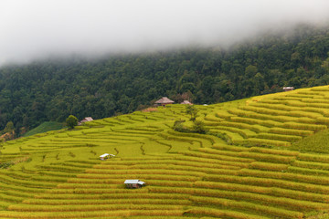 Beautiful paranomic landscape view of paddy rice terraces  field and houses with mountain and mist background in the morning in Pa Bongpiang village,Chiangmai province,Thailand.