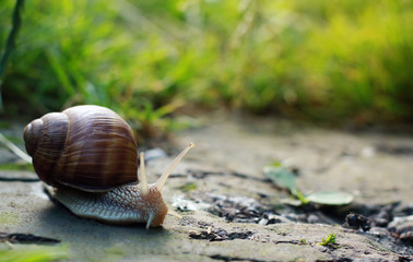 Big snail in shell crawling on road
