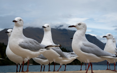 Obraz premium Black-Billed Gulls - Heads in the clouds