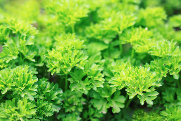 Fototapeta na wymiar Green parsley. Macro image.