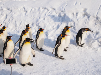 Group of King penguins walking on the snow with smart phone at winter in Hokkaido,Japan.
