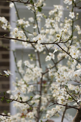 Cherry tree blooms in spring with white color against the background of a window and a brick wall of a house. English lifestyle. Vertical image.