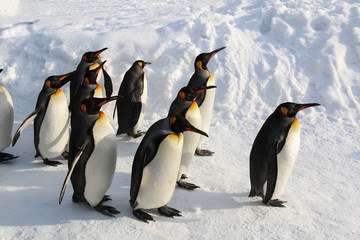 Obraz premium King penguins walking on the snow in Asahikawa prefecture,Hokkaido,Japan.