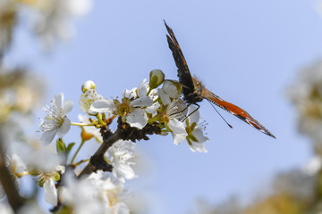 butterfly inachys io on flower