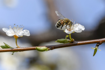 bee on flower for nectar