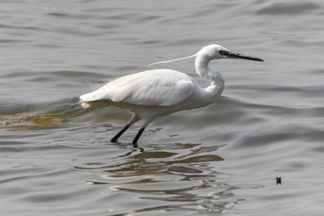 egret walking on lake