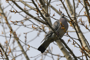 wood pigeon on tree