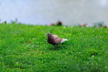 large dove in the Park on green grass