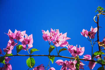 pink flowers with green leaves on sky background