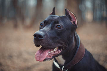 Portrait of a beautiful dog breed American Pit Bull Terrier black and white on the park