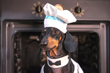 portrait of a cute dachshund dog, black tan, chef cook in a white hat, peeks out of the oven in the...