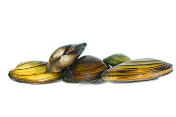 Swan mussels
