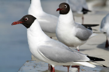 Black-headed gull (Chroicocephalus ridibundus) in adult summer plumage
