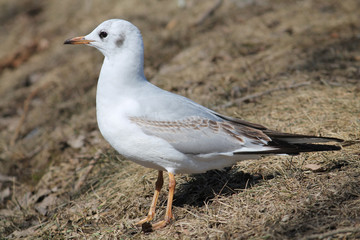 Obraz premium Black-headed gull (Chroicocephalus ridibundus) in first winter plumage