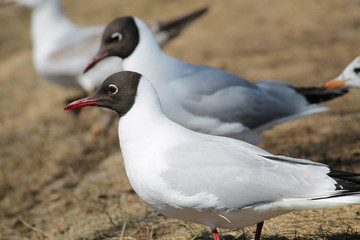 Black-headed gull (Chroicocephalus ridibundus) in adult summer plumage