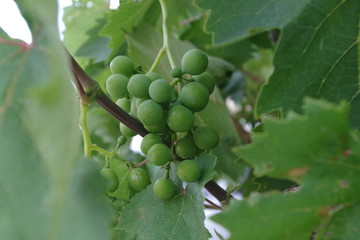 racimo de uvas verdes
