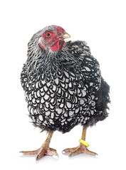 silver-laced Wyandotte chicken