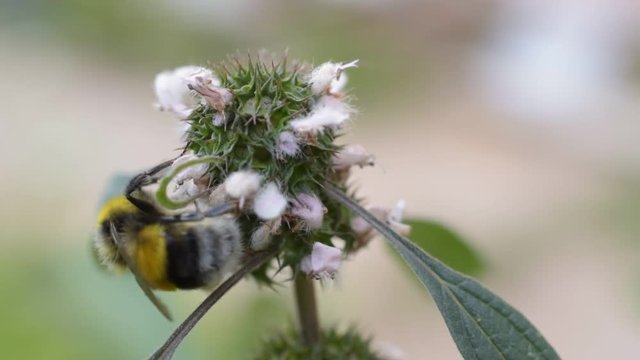 Bumblebee collecting nectar or pollen on flowering motherwort. Leonurus cardiaca