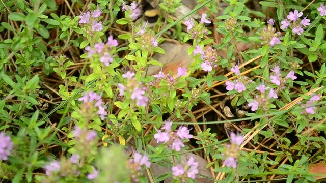 Bumblebee actively collects pollen from wild thyme flowers in summer or sping
