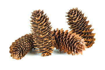 Four fir cones