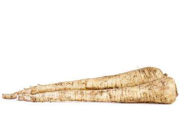 Fototapeta premium Two fresh dirty parsnip roots