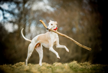 Whippet and his stick